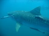 Sudafrica Sara - 26
